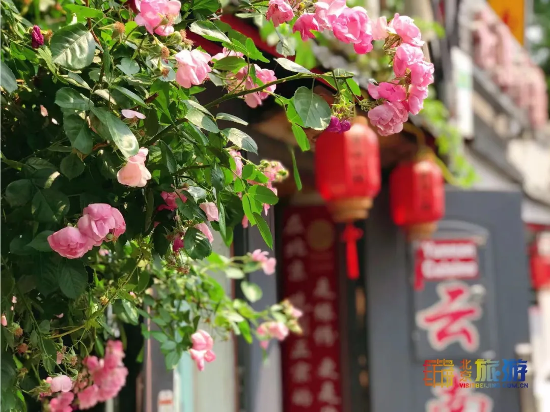 太迷人了！又闻清脆鸽哨声，邂逅夏日蔷薇花瀑，寻北京胡同恬静之美!