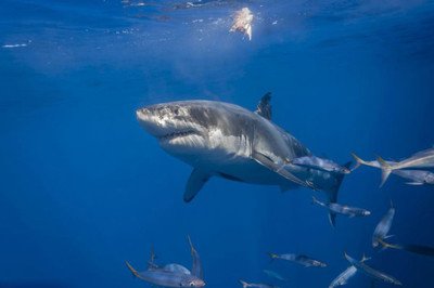 恐龙为什么灭绝了而鲨鱼没有灭绝