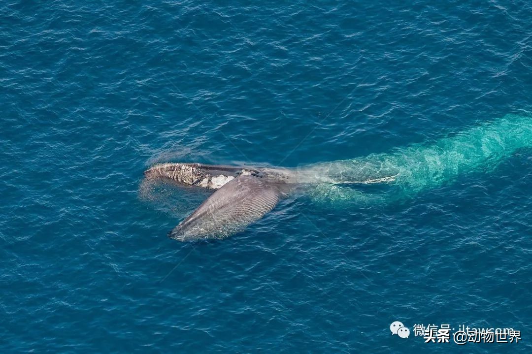 动物世界中“大数据之王”-蓝鲸