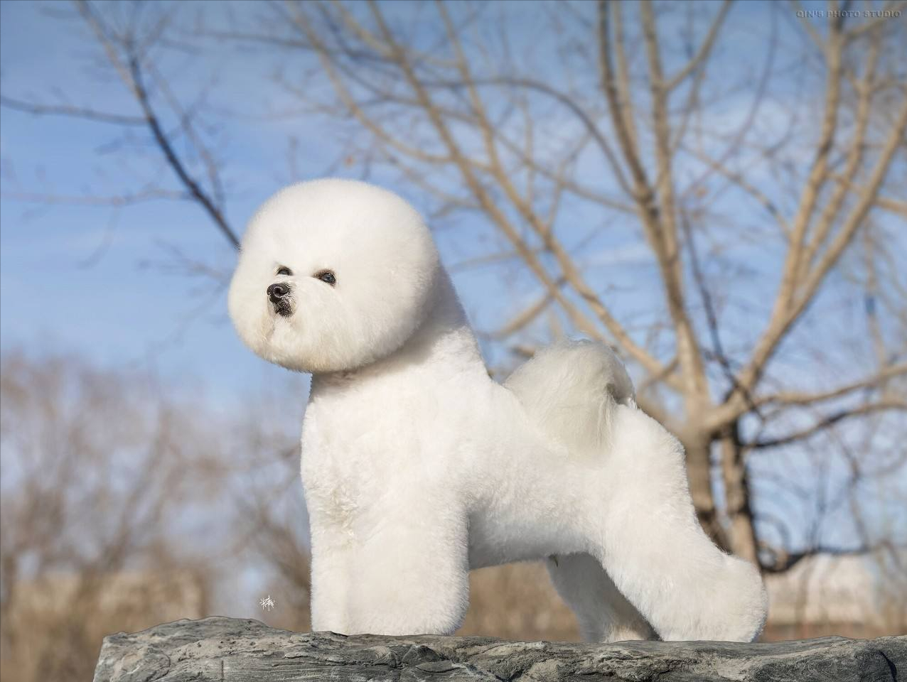 纯种的比熊犬胸部是宽阔舒展,富有弹性的肋骨,尾巴位置高且自然,它的