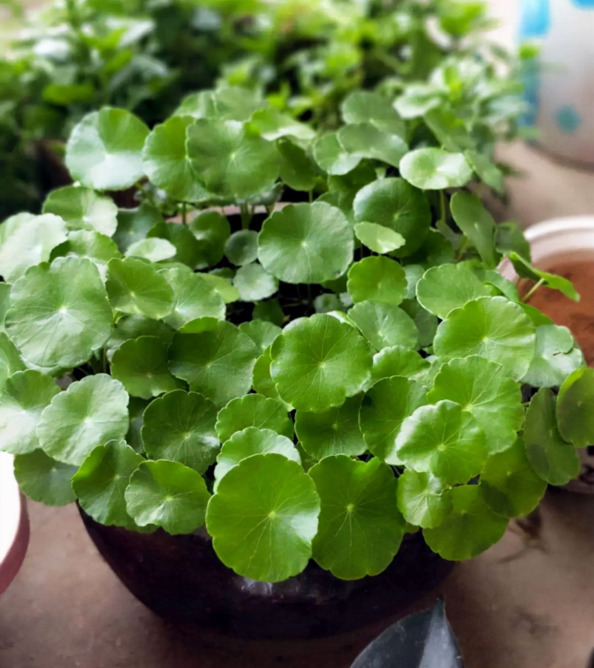 养花用哪种肥料好，有机肥缓释肥有哪些独特的用处？