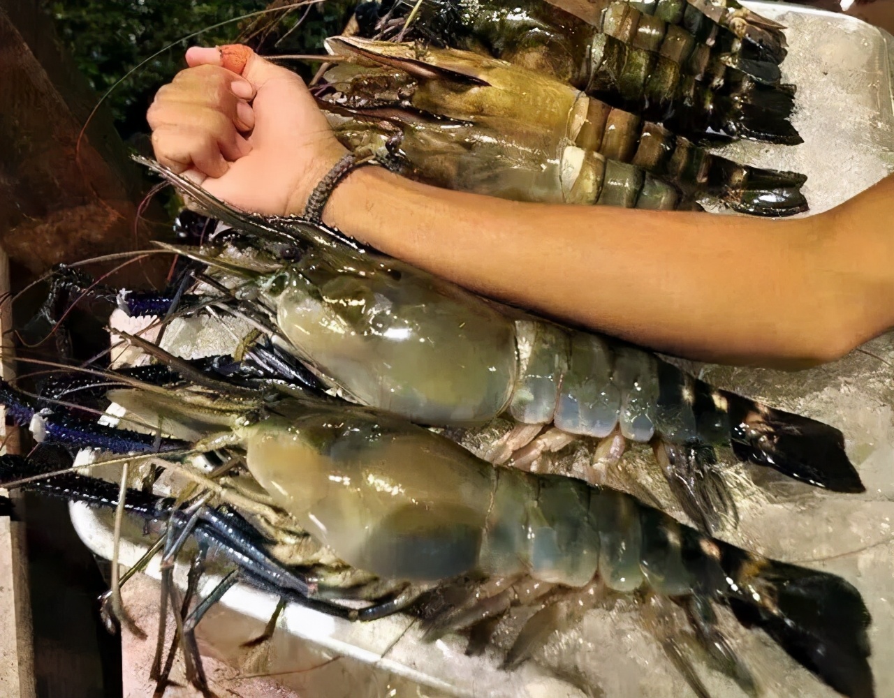 正在变异？巨型大虾入侵珠江，吃得多、长得快，土著鱼再遭打压