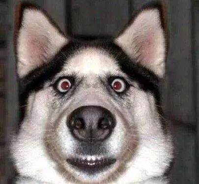 這 6 種聲音，狗狗一聽就害怕 