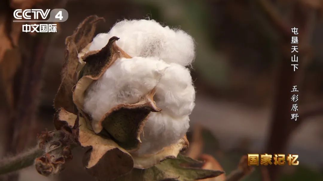 17位老人在宾馆地毯上睡了一夜，他们是谁？