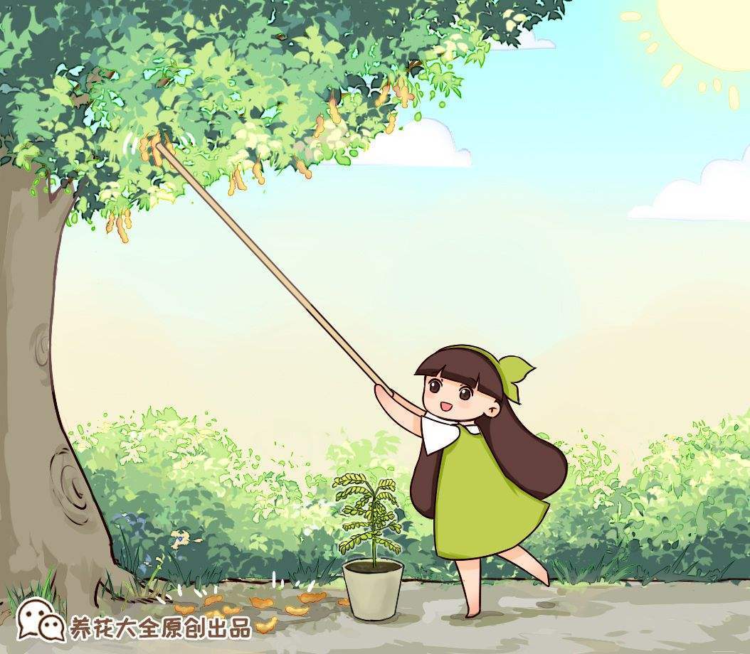 水杉圖片,
