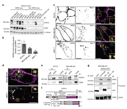 脑科学日报：人类微生物组整合计划完成；智能手套模拟人类触感