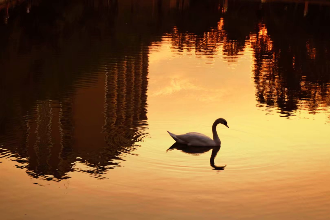 不仅有保送，带你走进广州这所最多元却很低调的高中