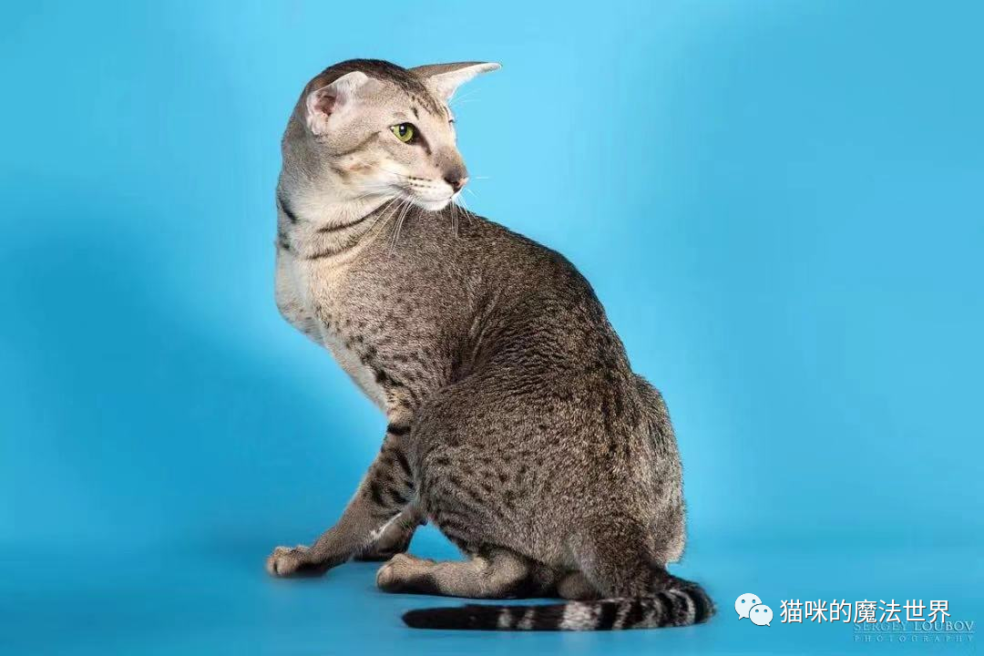 猫咪品种大盘点4：东方短毛猫