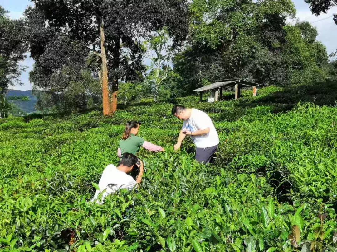 2019年云南省绿色食品“十大名茶”出炉，你“嚯”过几种？