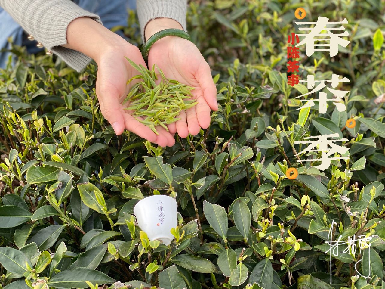 福鼎白茶、安吉白茶、云南月光白，谁才是真正的白茶，你喝对了吗
