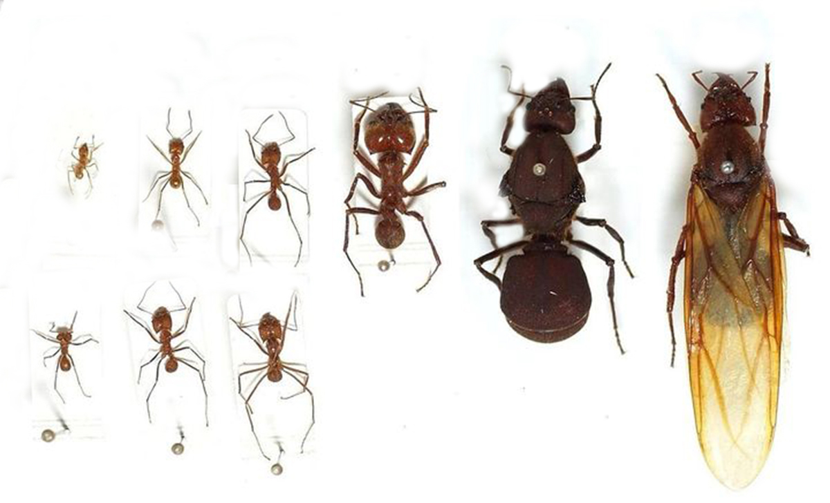 木蚁属于多栉蚁,多栉蚁下还有许多种蚂蚁也属于真