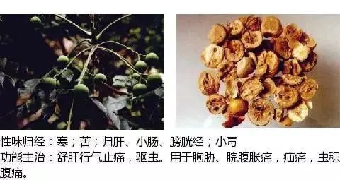 300个中草药图谱（附主治功效），知道一半就太牛了（上）