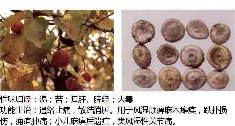 300个中草药图谱（附主治功效），知道一半就太牛了（上）