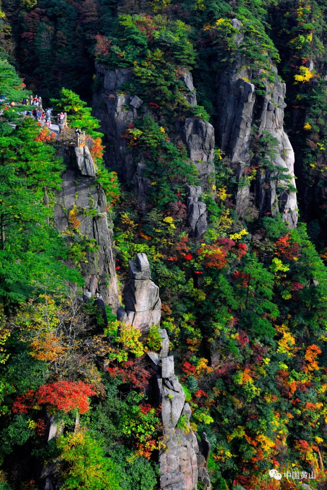 「黄山寻秋记」初秋、仲秋、晚秋,黄山赏秋时刻表来啦