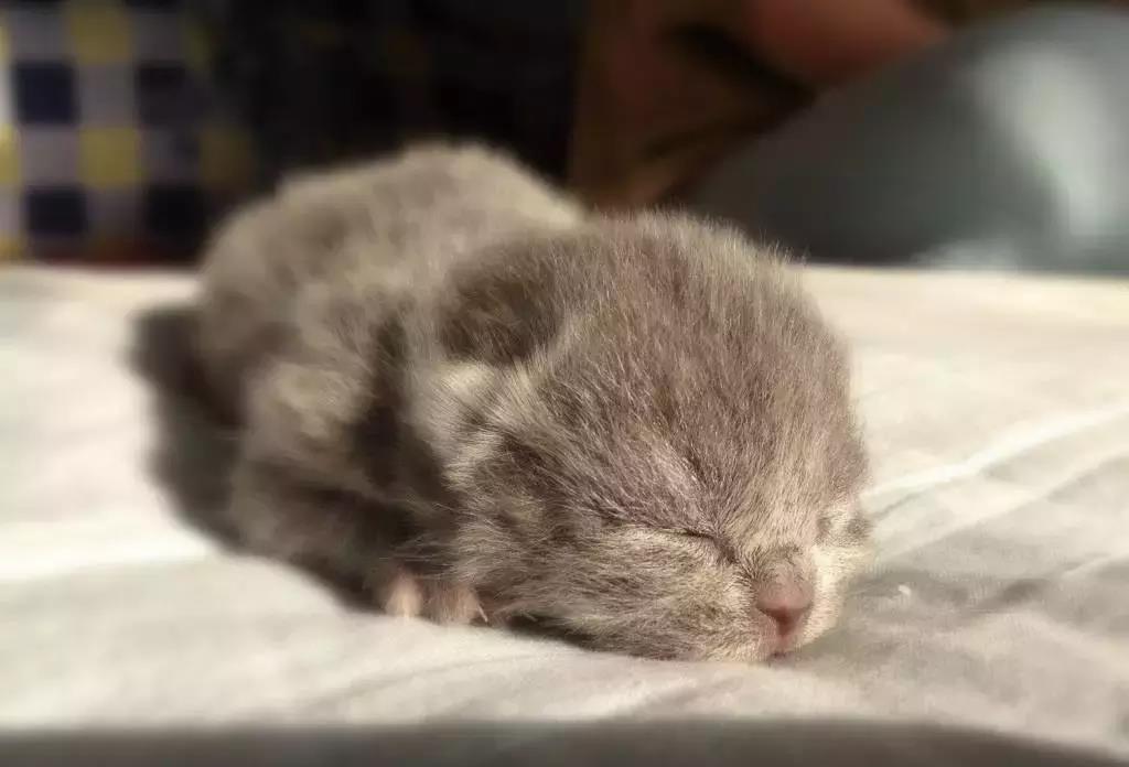 兽医告诉你：如何判断小猫的年龄，一般看这5个地方就懂了