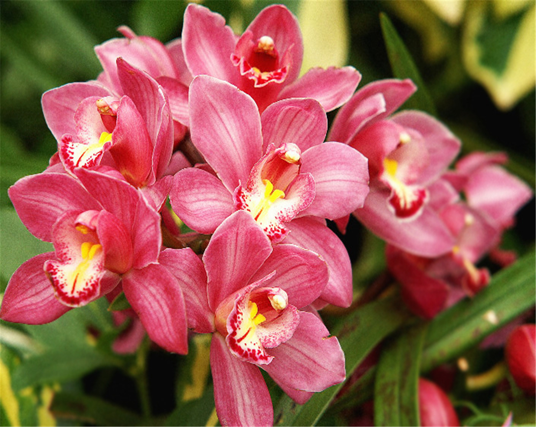 本文告诉你家中的大叶蕙兰应该如何种植,以及种植需要的注意事项