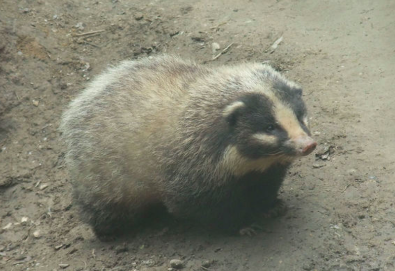 狗獾很怕人,一般都出没在人少的地方,一些荒林草丛,山坡野郊,坟地等.