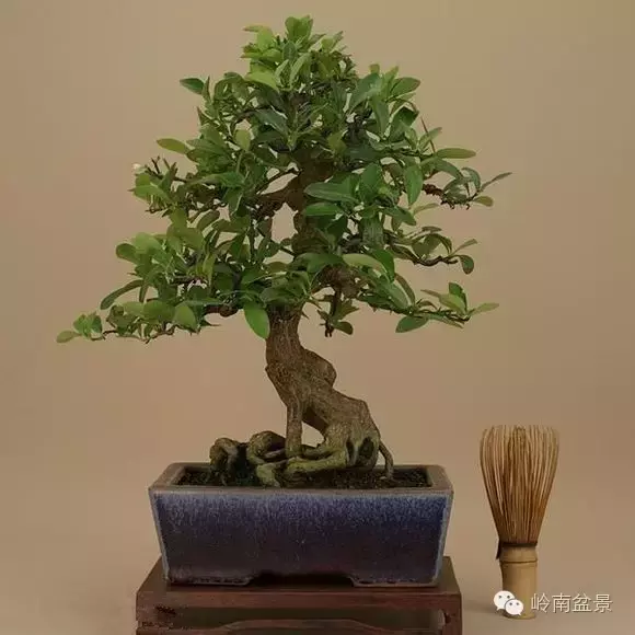 在原地截断的金豆根,会萌发出新枝来;若有造型尚可的金豆根,独立栽培