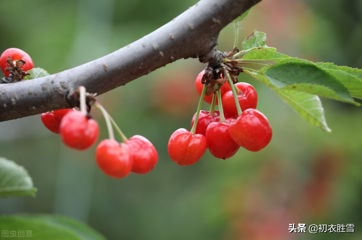 春去夏来，赏读立夏诗词六首，繁花尽，槐柳阴，梅子雨，樱桃熟