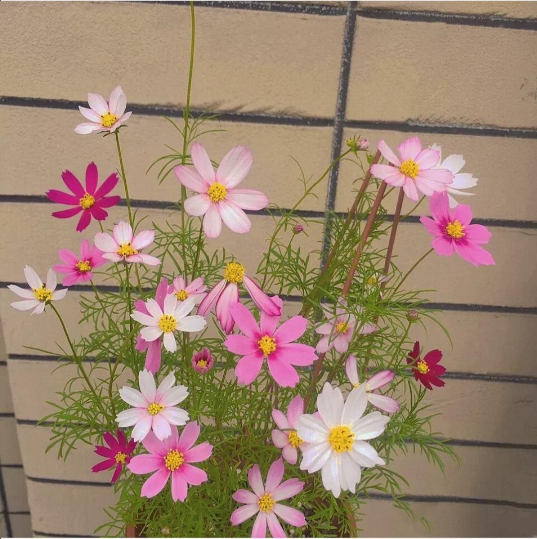 花种类介绍大全（常见花图文并茂非常详细）
