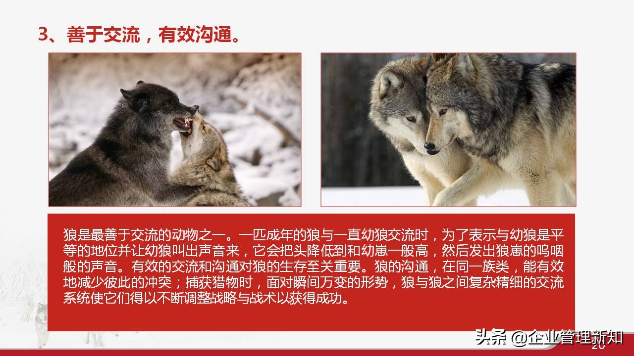 33页完整版，狼性文化与企业精神培训PPT，可直接用于员工培训