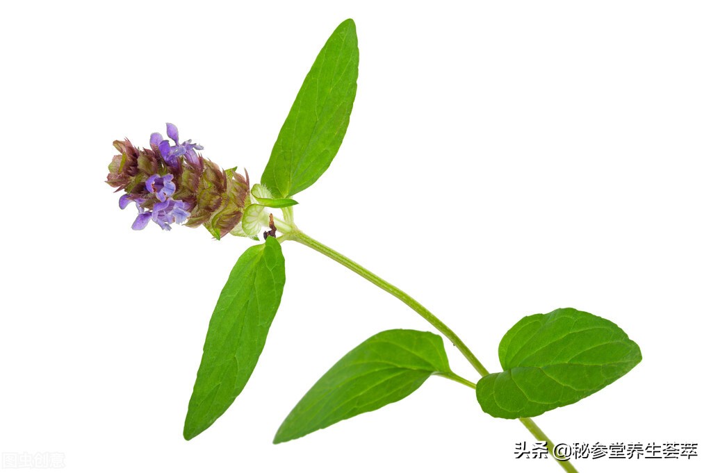 乳腺增生结节怎么调理最好方法夏枯草对乳腺增生有治疗效果吗