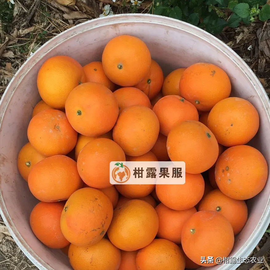 2月25日柑橘行情：沃柑价格保持稳定，砂糖橘价格下滑