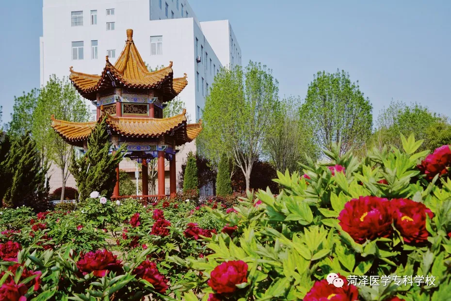 菏泽医学专科学校牡丹，又是姹紫嫣红开遍