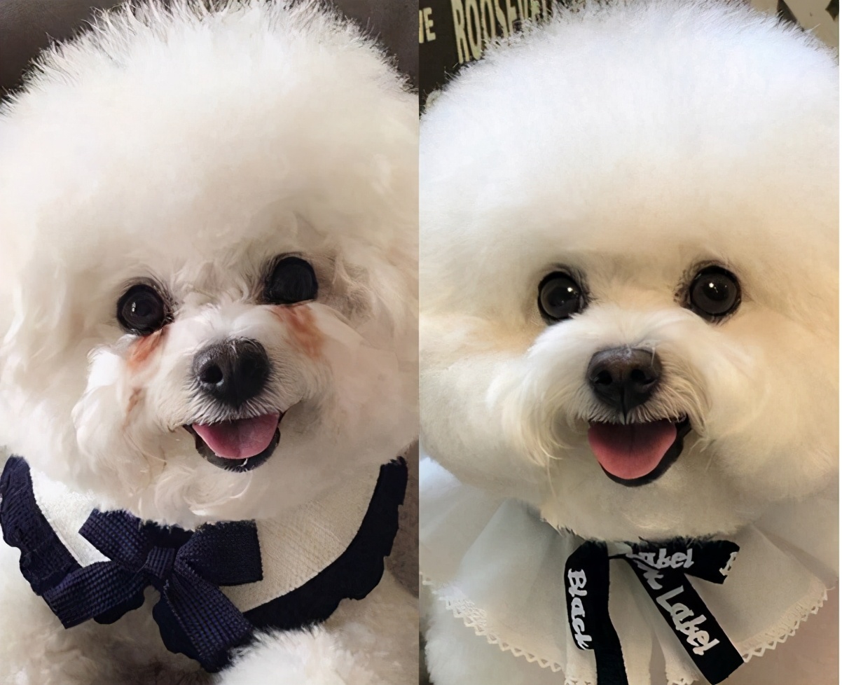 人人称赞的比熊犬,到底有什么"魅力"?