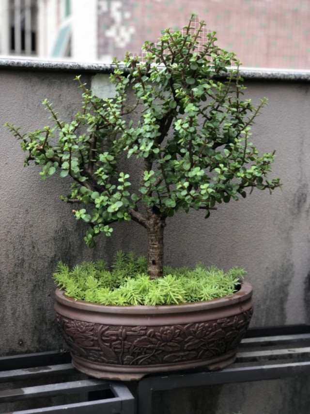 金枝玉叶盆景造型大全,各式各样,全是极品,收藏以后做参考