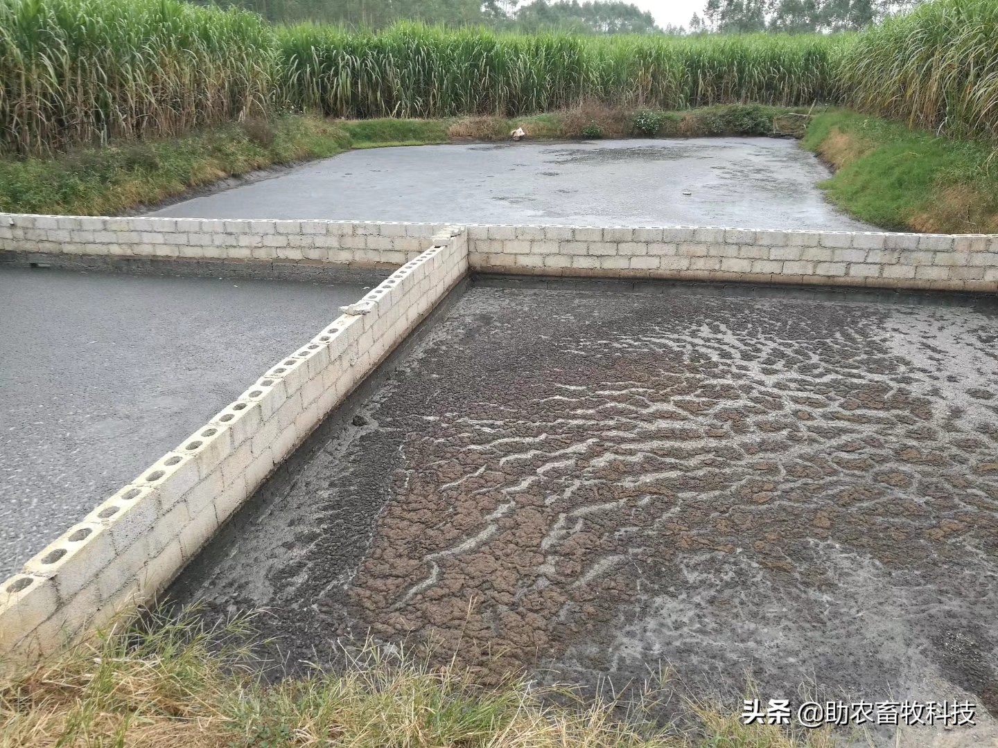 大面积养殖废水用养殖场污水生物处理剂短时间处理技术