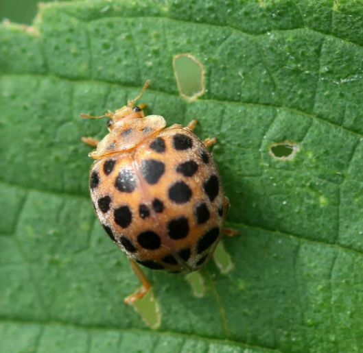 七星瓢虫的生活习性(21种生活害虫习性及应对方法)