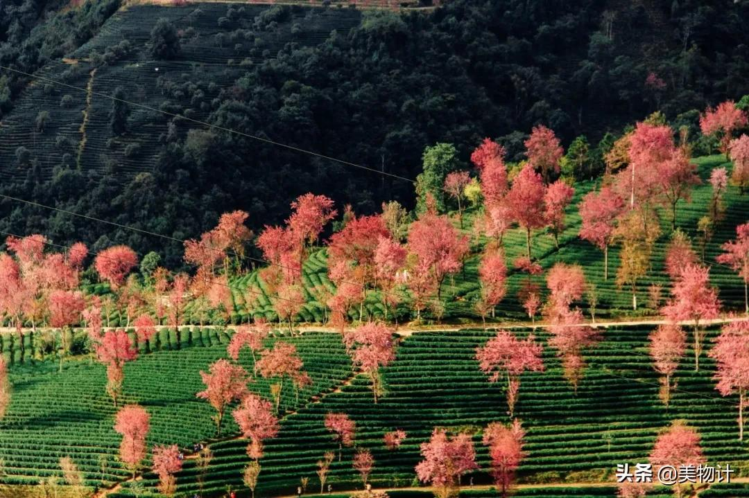 有冬要来，有花似梦