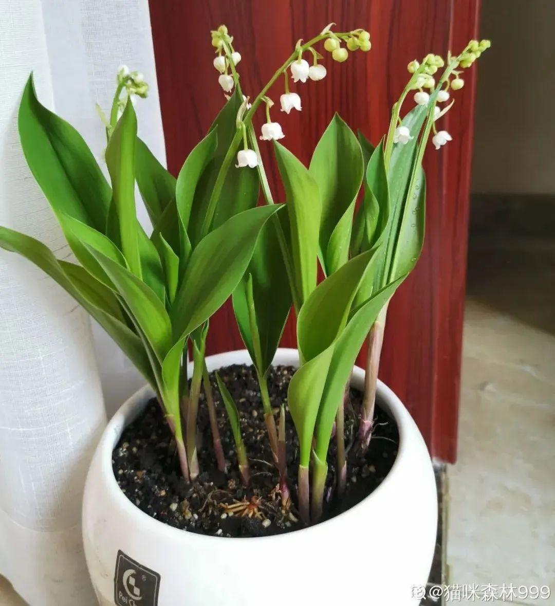 鈴蘭花圖片,鈴蘭花圖片 唯美