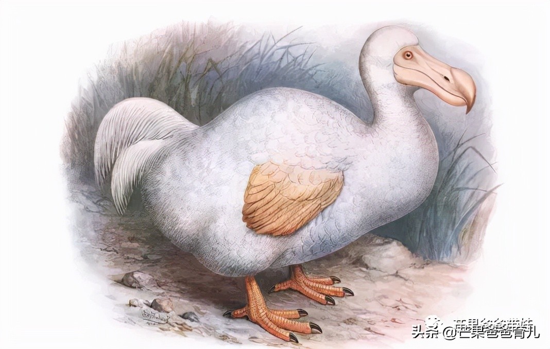 他推荐这TOP20绘本，幼儿园老师照单采购！每本孩子都看了上百遍
