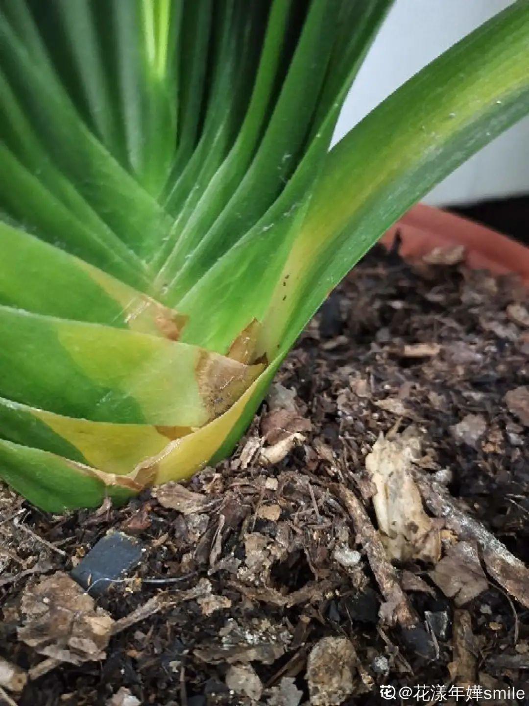 秋天养花3步走,花长出面条根,盆都撑破了