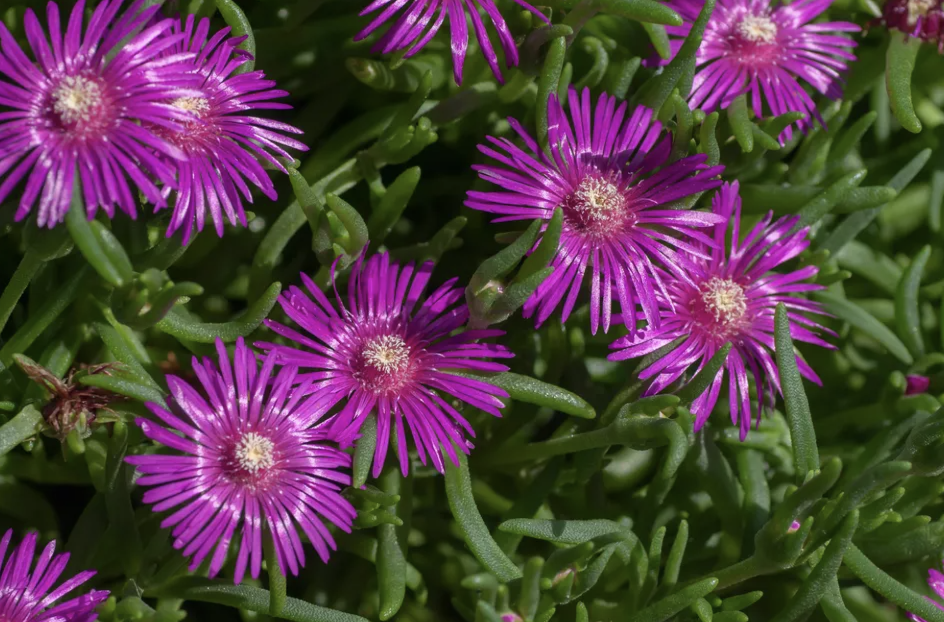 15种低矮的户外植物,容易打理,更能为花园增强整体的观景效果