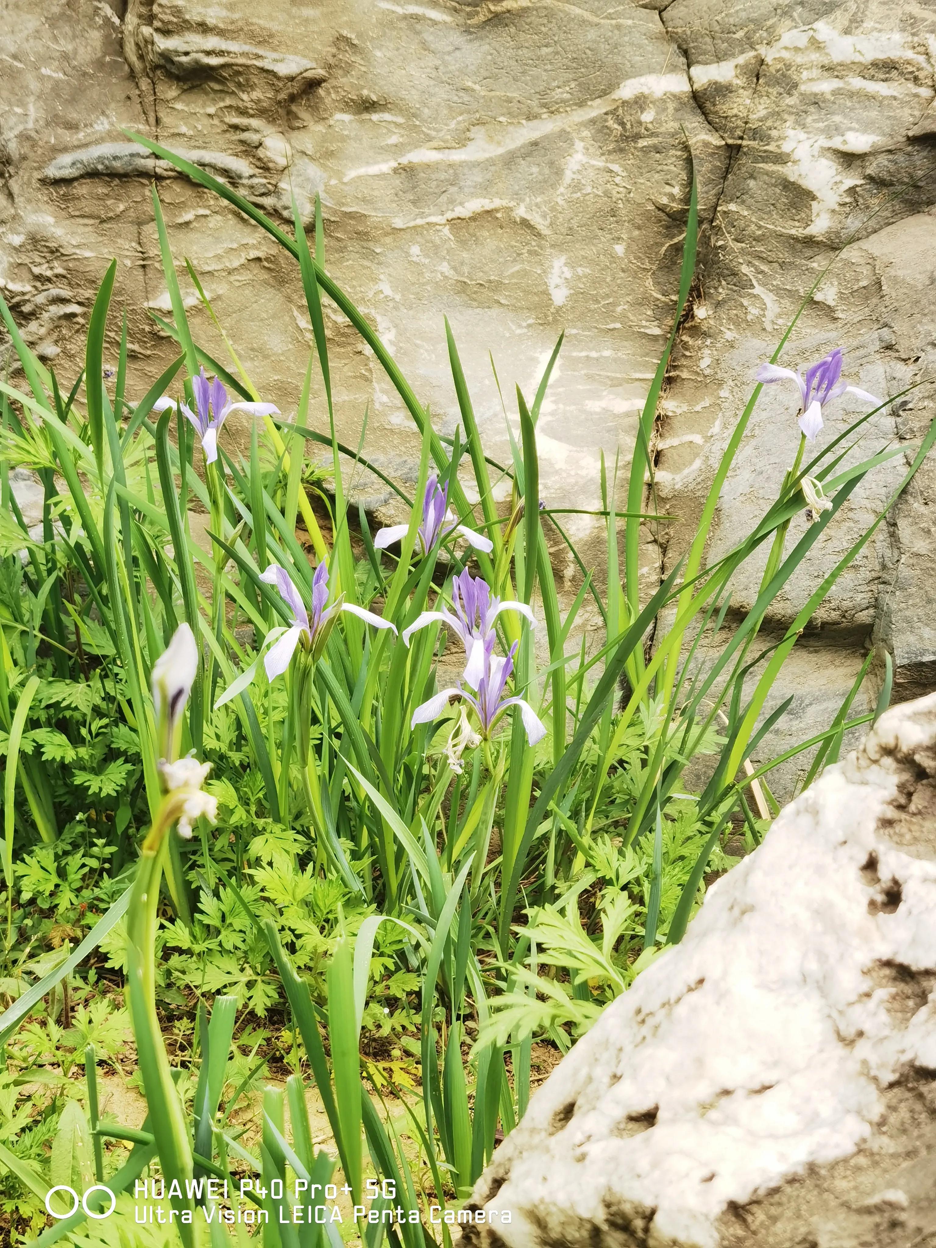 每日一诗《过零丁洋》