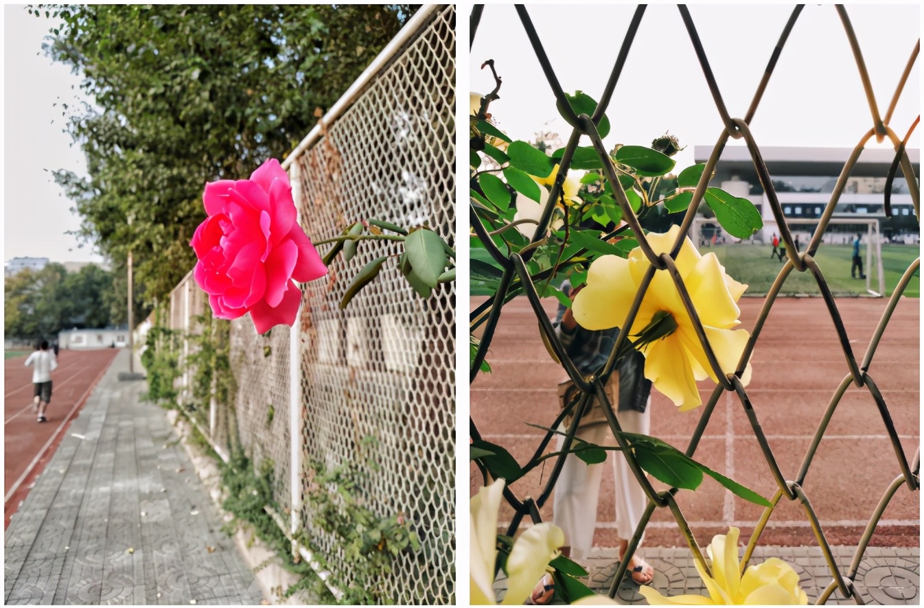 北京“超美”高校：地铁直达校门，绿化率46%，“校花”数量称霸五道口！