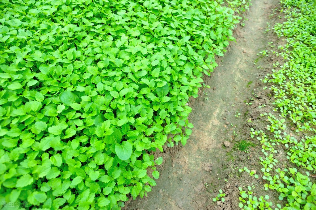 香菜種植技術,香菜種植技術及管理