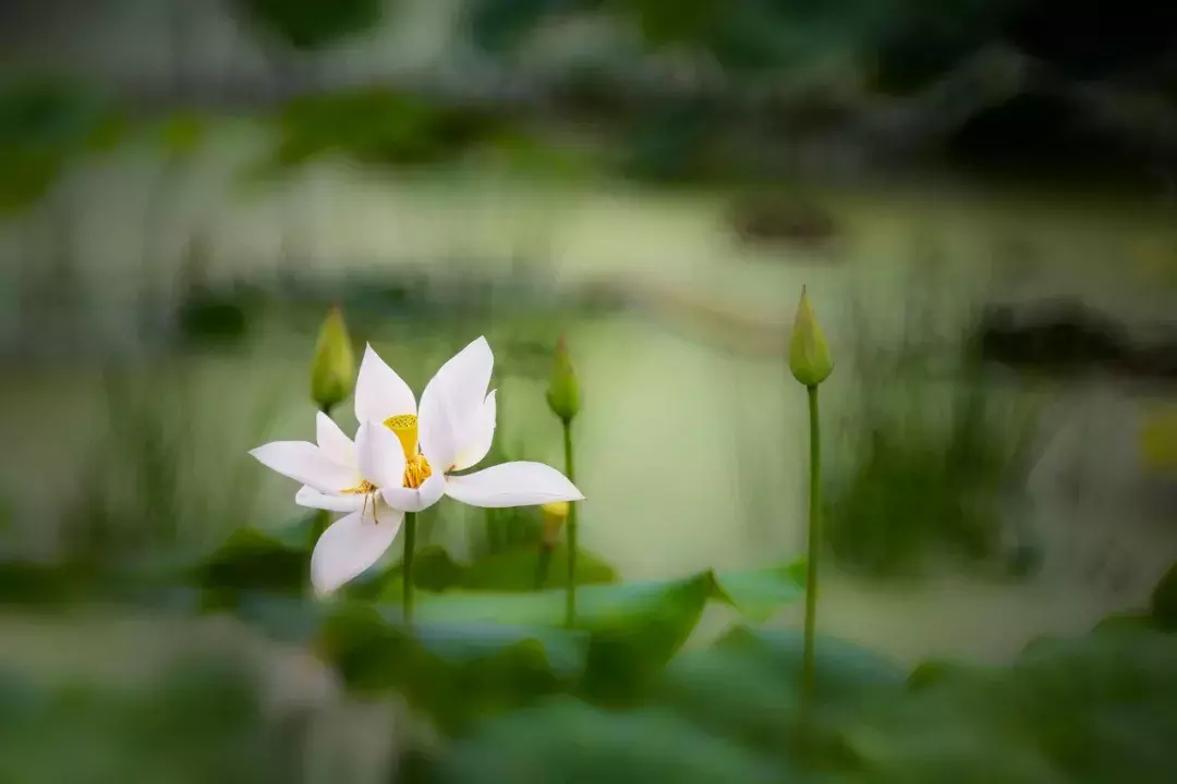 夏至 | 愿你在炎暑，有良人送爽，有凉风袭人