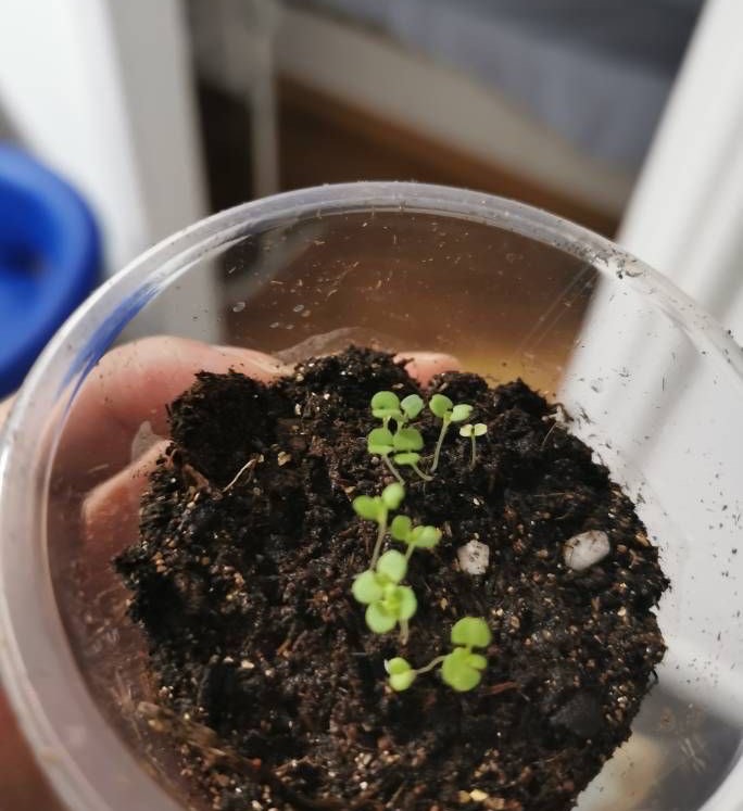 种的薄荷种子怎么养不容易死精心整理