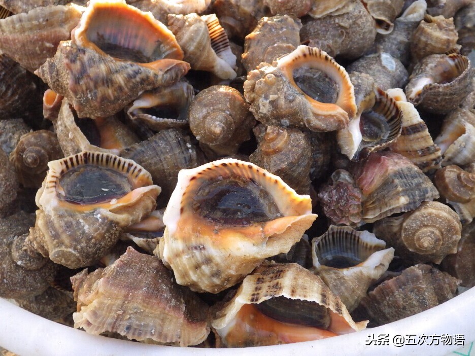 青岛海域十大有毒海螺识别指南