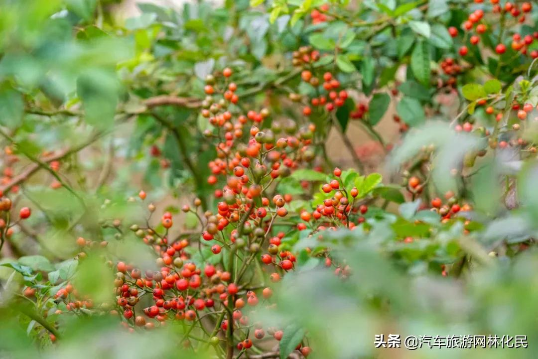 天蒙双十一的羊毛这么薅！门票1元限量抢购！八大福利钜来袭