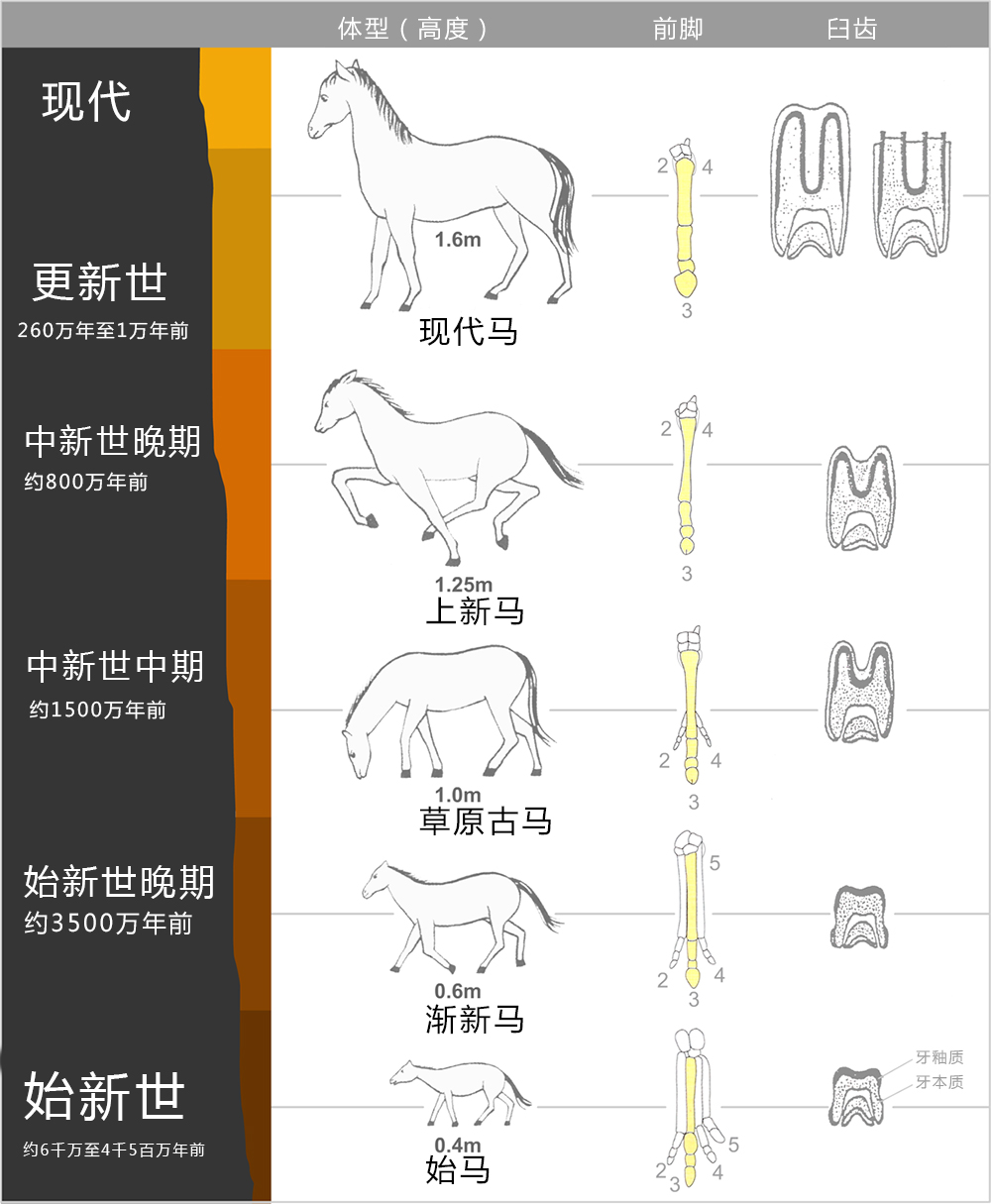 驴和骡子有啥区别详讲（简单几步快速分辨驴）