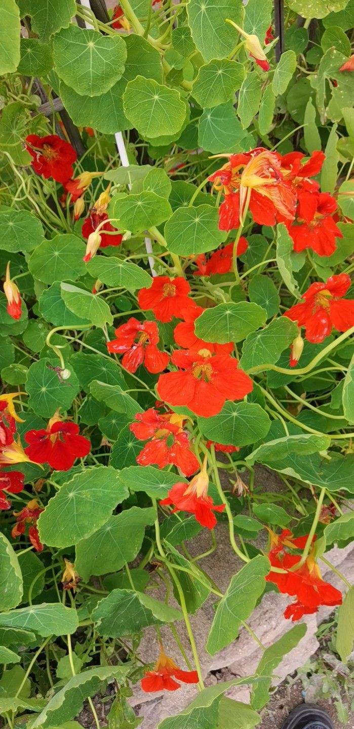 花种类介绍大全（常见花图文并茂非常详细）