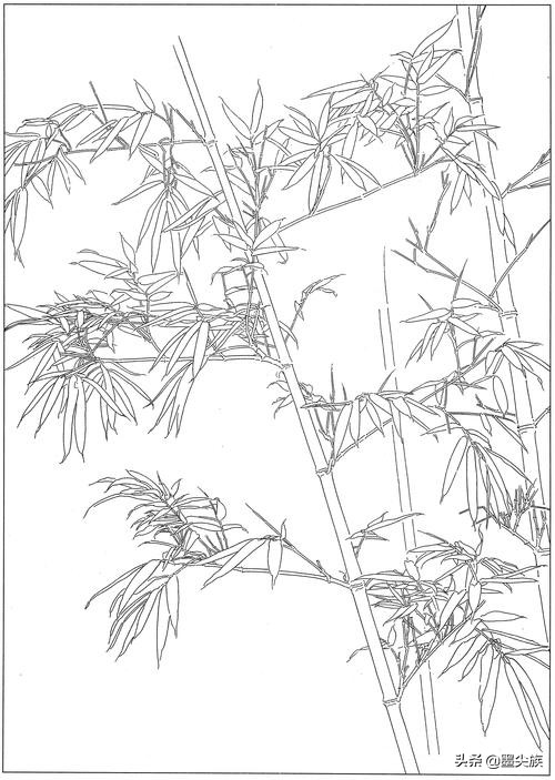 竹子高清白描线稿图片下载41幅