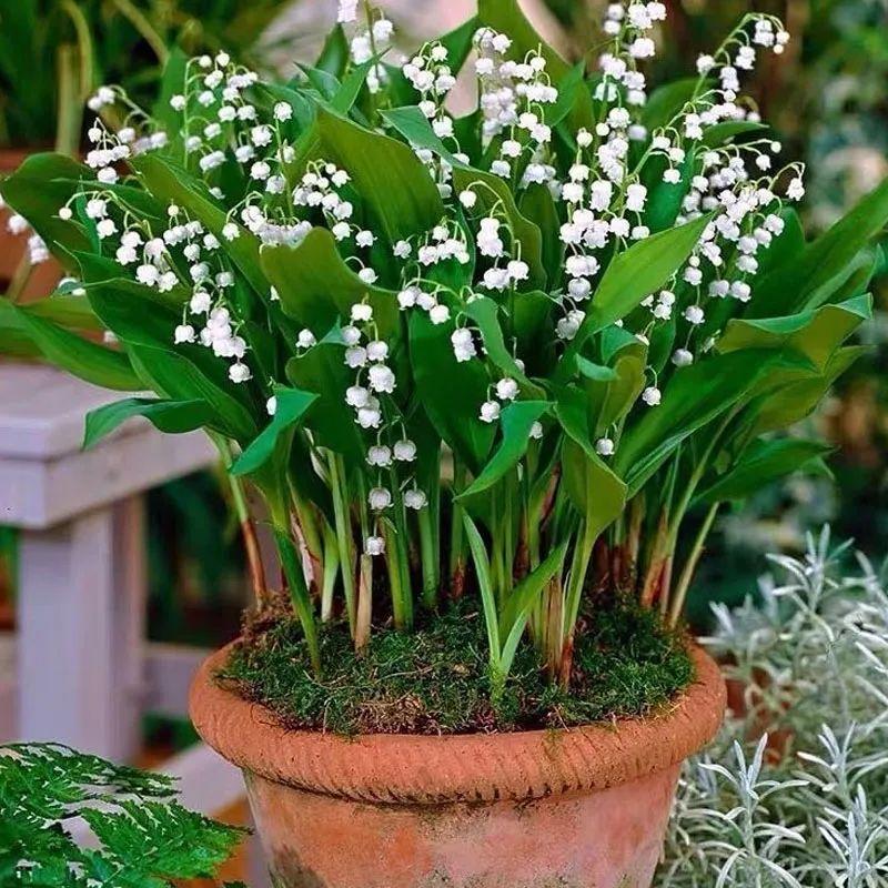 鈴蘭花圖片,鈴蘭花圖片 唯美