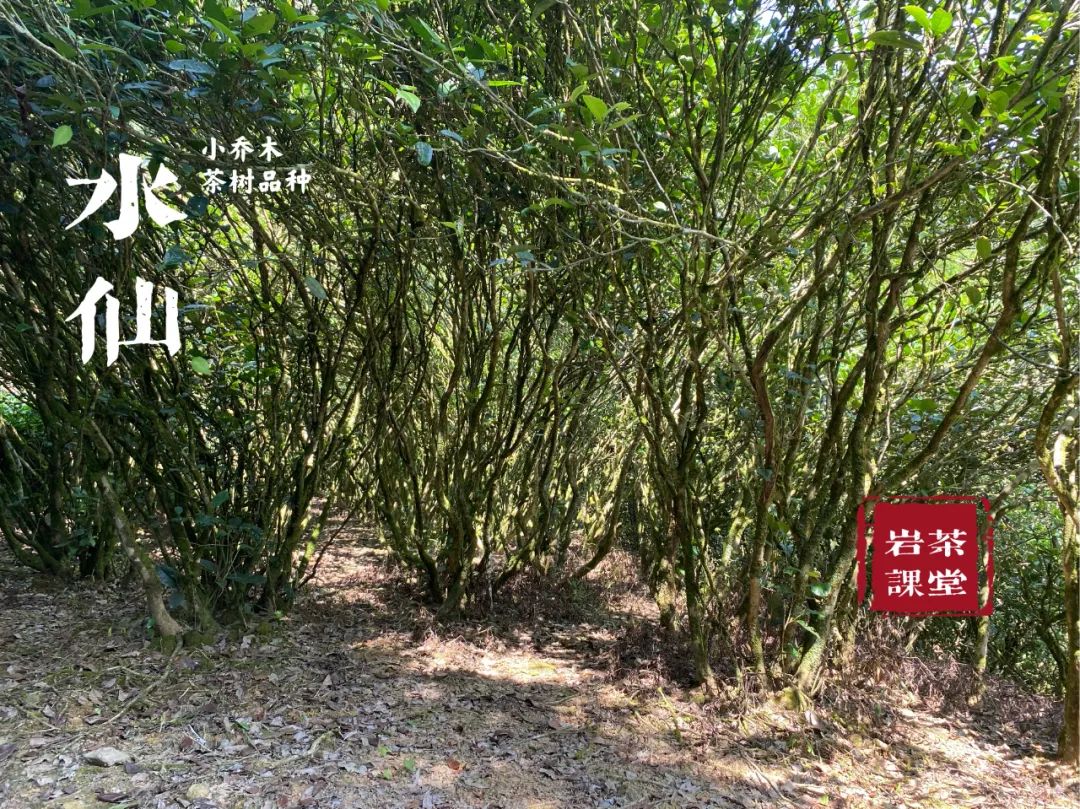都是乌龙茶，老丛水仙与凤凰单丛有什么区别，你能说中几个？