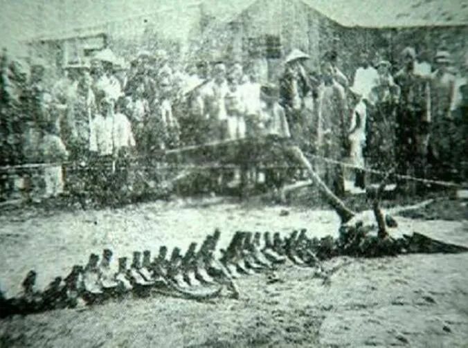 1934年震惊全国的营口坠龙事件到底是真龙骨还是须鲸